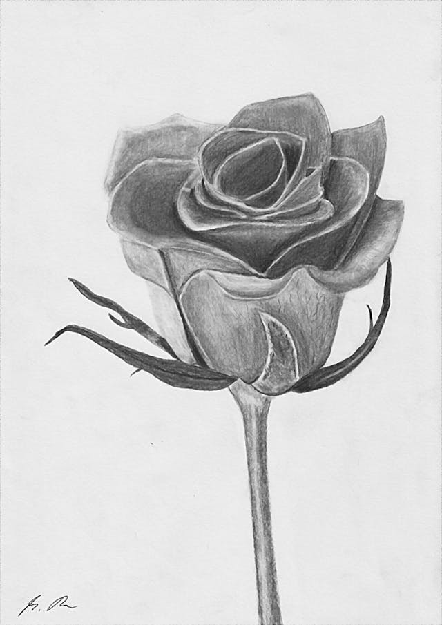 /static/images/zeichnungen/Rose.jpeg